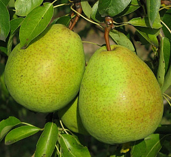 Груша - Августовская Роса