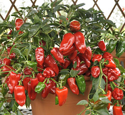 Перец пикантный Шашлычок F1