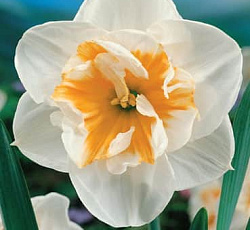 Нарцисс (С расщепленной коронкой) - Долли Моллинджер