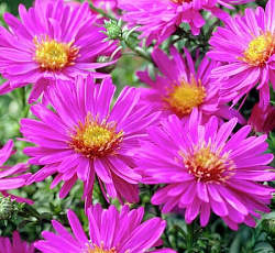 Астра (кустарниковая) - Аннеке