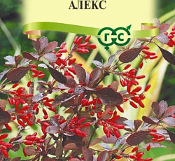 Барбарис тунберга Алекс