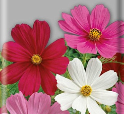 Космея Сенсация