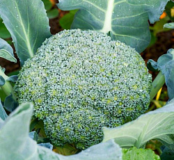 Капуста брокколи Кудрявая голова