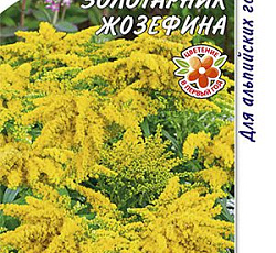 Золотарник Жозефина