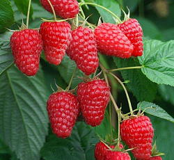 Малина (ремонтантная) - Брянское Диво