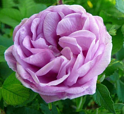 Роза (канадская парковая) - Васагеминг