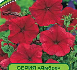 Петуния Амбре Вителия F1 многоцветковая каскадная