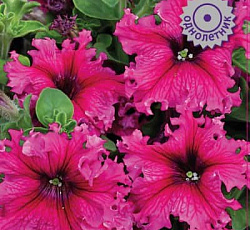 Петуния бахромчатая Эспрессо Фраппе Роуз