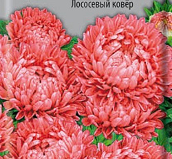 Астра Низкорослая Лососевый ковер