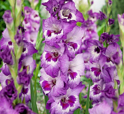 Гладиолус (крупноцветковый) - Виста