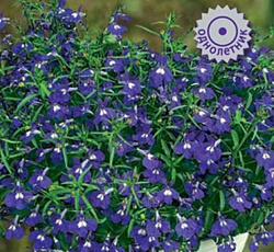 Лобелия прямостоячая Ривьера Блю Айс