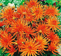 Георгина (кактусовая) - Парк Рекорд (Патио)