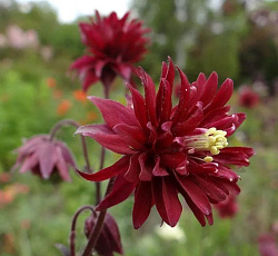 Аквилегия (обыкновенная) - Бордо Барлоу