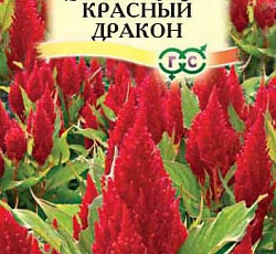 Целозия перистая Красный дракон