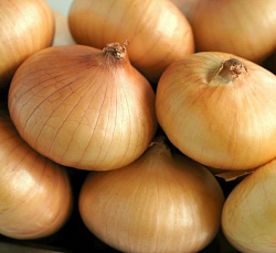 Лук репчатый Мячковский 300