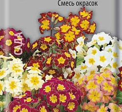 Примула высокая Смесь окрасок