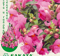 Антирринум (Львиный зев) Кэнди Шауэрс розовый F1