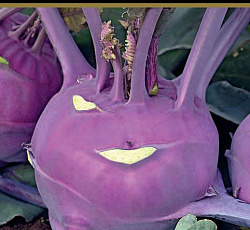 Капуста кольраби Мадонна