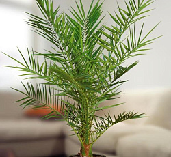 Финик канарский Луксор