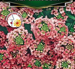 Алиссум приморский Персиковый