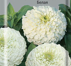 Цинния лиллипут Белая