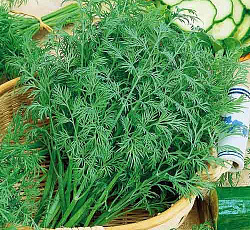 Укроп Ароматный букет