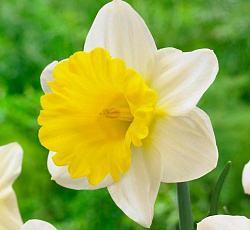 Нарцисс (Трубчатый) - Гоблет