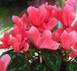 Цикламен Персидский Халиф