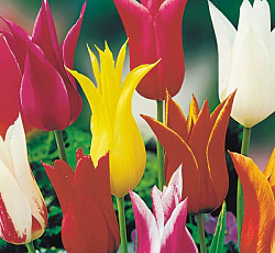 Тюльпан (Лилиецветный) - Смесь окрасок