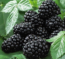 Ежевика - Блэк Сатин