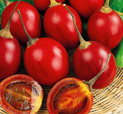 Цифомандра (томатное дерево)