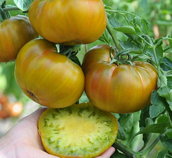 Томат Ромовая баба