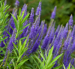 Вероника длиннолистная Синяя