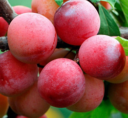 Слива русская (алыча) - Несмеяна
