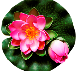 Лилия водоплавающая двойная Розовая d-14см