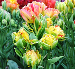 Тюльпан (Многоцветковый) - Фруткоктейль