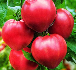 Томат Розовое сердце