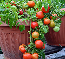 Томат Монгольский карлик