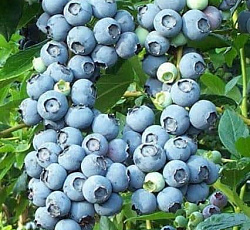 Голубика Лесное сокровище