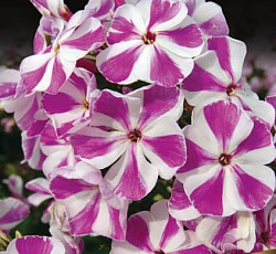 Флокс (метельчатый) - Кенди Твист (Люкс)