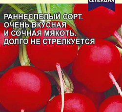 Редис Краса Алтая