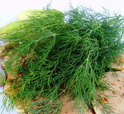 Укроп Аллигатор