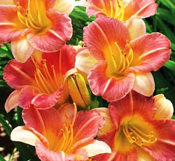 Лилейник (гибридный) - Лонгфилдз Баттерфлай