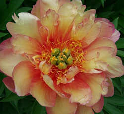 Пион (ИТО-гибрид) - Джулия Роуз (Люкс)