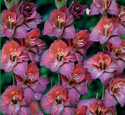 Гладиолус (крупноцветковый) - Шоколад