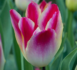 Тюльпан (Многоцветковый) - Тендер Виспер