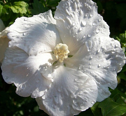 Гибискус (сирийский) - Вильямс Р.Смитт (Люкс)