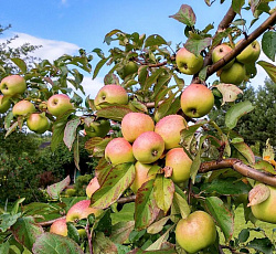 Яблоня (карликовая) - Чудное