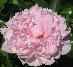 Пион (травянистый) - Леди Александер Дафф