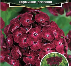 Гвоздика турецкая Бодештольц Карминно-розовая F1